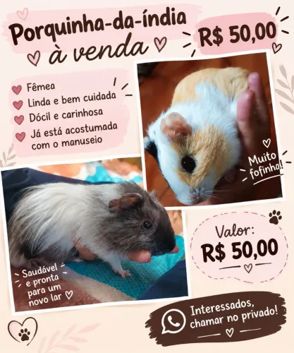 Porquinha da índia 