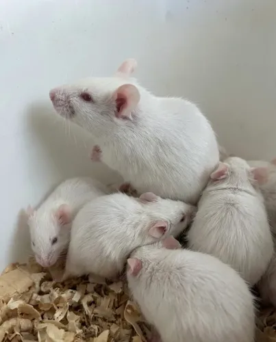 Hamster Sírio 