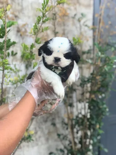 Shih Tzu Filhotes com Pedigree e Garantia - Vacina Importada e Loja Física