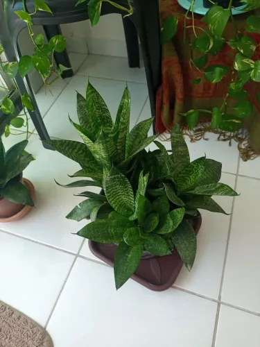 Plantas para Apartamento