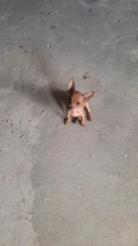 Vende se esse filhote