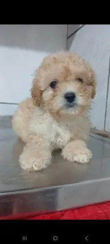 Vende pooble