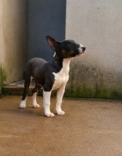 Bull terrier Standard - Macho Tricolor