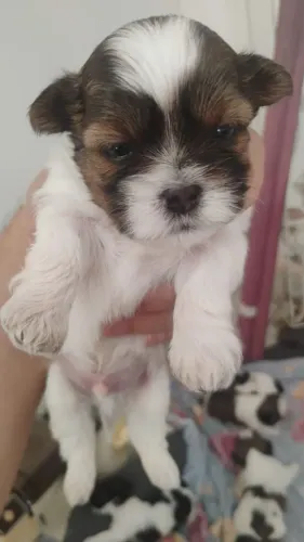 Shitzu machinho olho azul. 