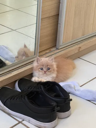Gato persa 