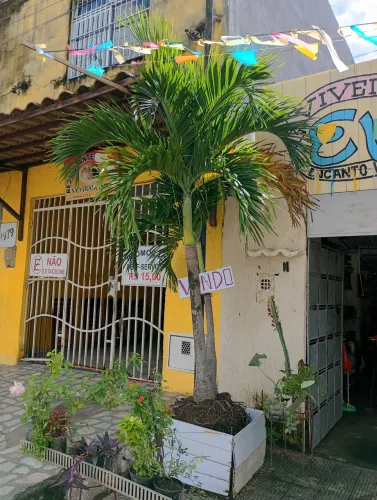 Plantas e decoração 
