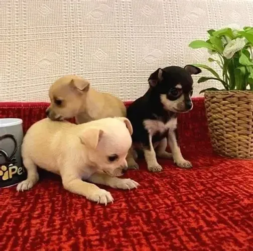 pinscher