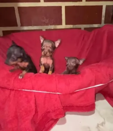 Pinscher Miniatura Zero em Belo Horizonte
