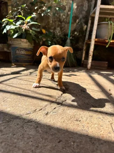 Pinscher 1 fêmea disponível já vacinada