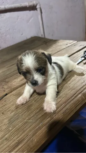 Cachorro 