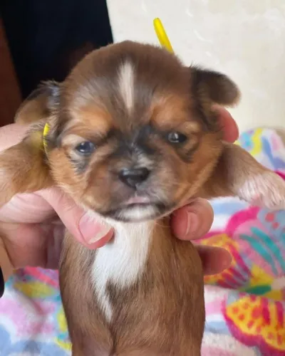 Filhotes de Shih Tzu | Amor que transforma!