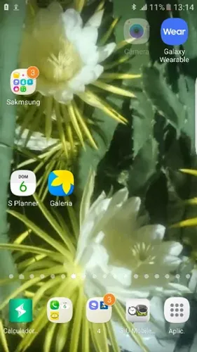 mudas de pitayas zap *