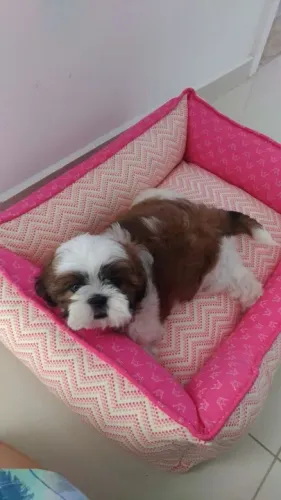 Shih Tzu filhote receba em casa para o Natal