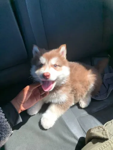 Filhote Husky Siberiano, A vida é mais feliz com um filhotinho por perto!
