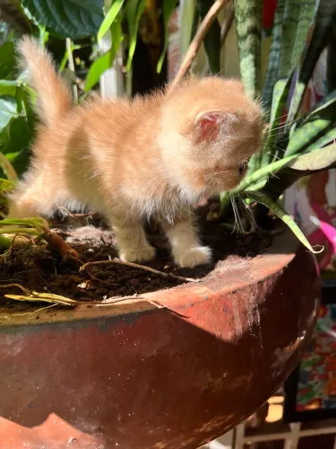 Belo persa exótico laranja macho 