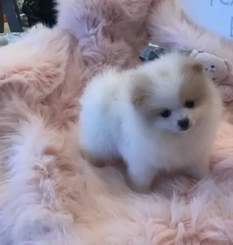 Spitz alemao animado e peludo