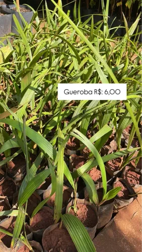 Mudas de Gueroba R$ 6,00