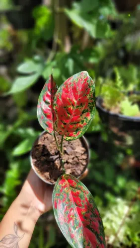 Muda de Aglaonema Red, Folhagens e Mudas ornamentais 