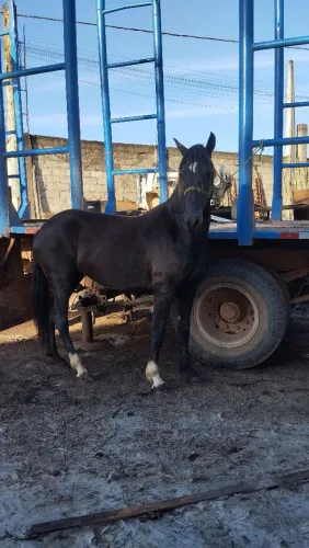 Égua manga larga machador 