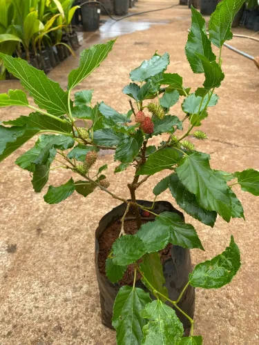 Amora gigante de 30 ctm a 50 ctm 