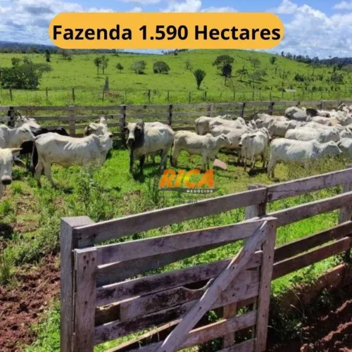 Vende-se Excelente fazenda com 1.590 hectares no município de Apuí-AM