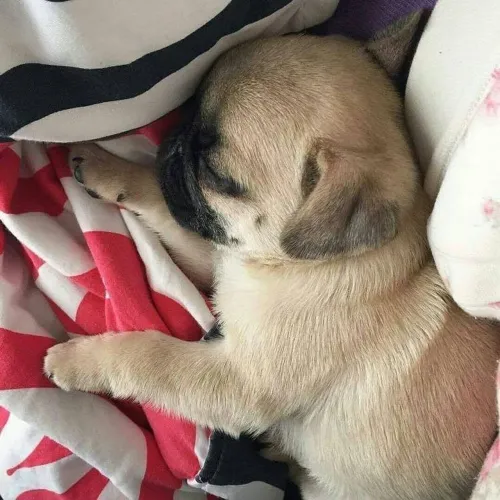 Filhote de Pug para alegrar o seu dia dia 