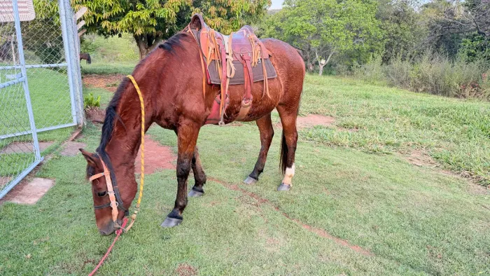 Cavalo