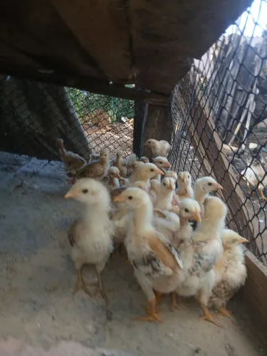 Vende se pintinhos caipira
