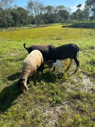 Ovelha 