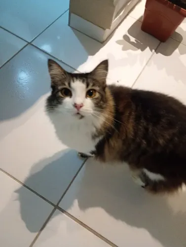 doação de uma linda gatinha
