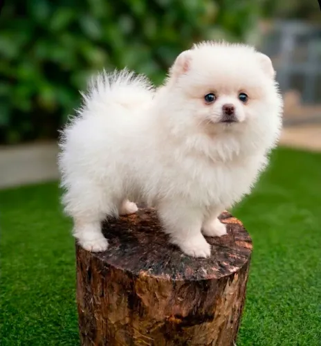 Spitz / lulu da pomerania 