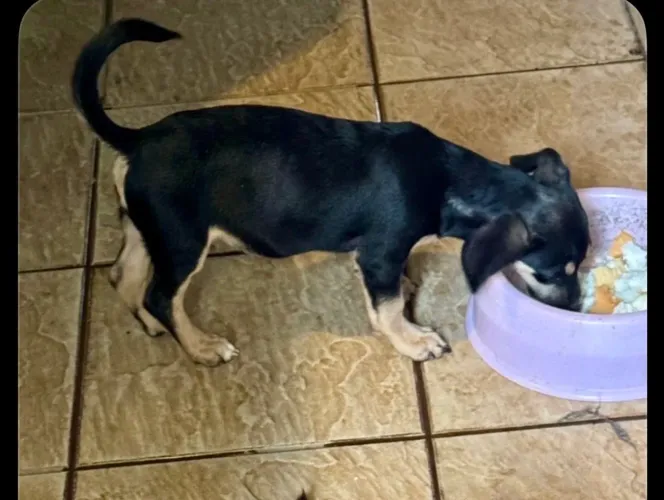 Cachorrinho para doação 