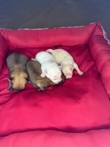 Spitz alemão Lulu da Pomerânia macho e fêmea 