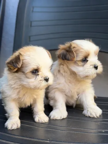Shih Tzu Machos Filhotes