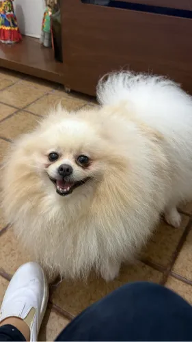 spitz alemão macho procura uma namorada 