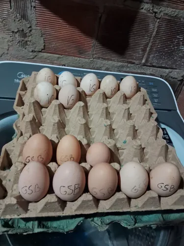 Ovos Galado de índio gigante, e GSB 