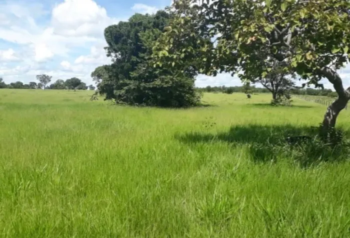 Alugo/arrendo pasto para cavalo
