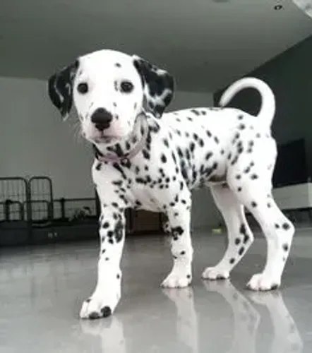Dalmata Machos e Femeas 