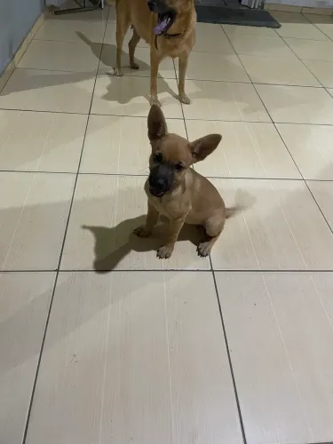 Cachorra