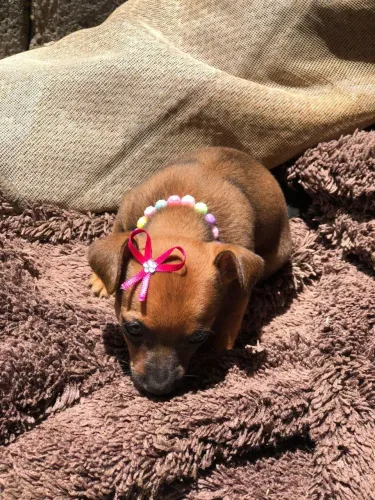 Pinscher disponível