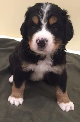 Uma alegria de quatro patas esperando por você