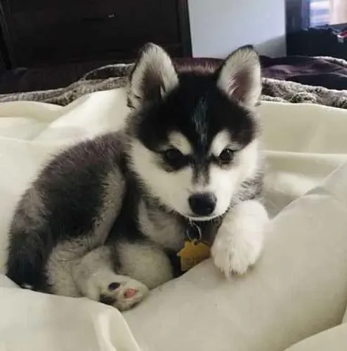 Filhote Husky siberiano, Um novo amigo peludo está esperando para te amar!
