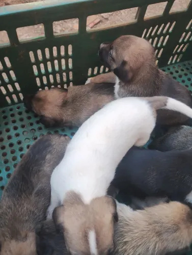 Cachorrinhos vira latas 