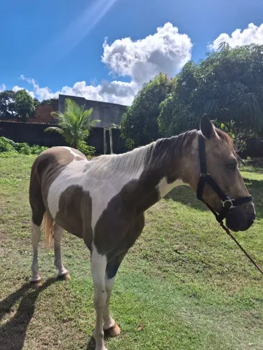Cavalo mestiço