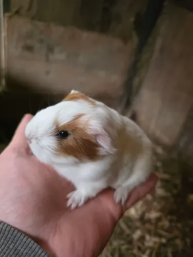 Filhotes de porquinho da Índia sheltie
