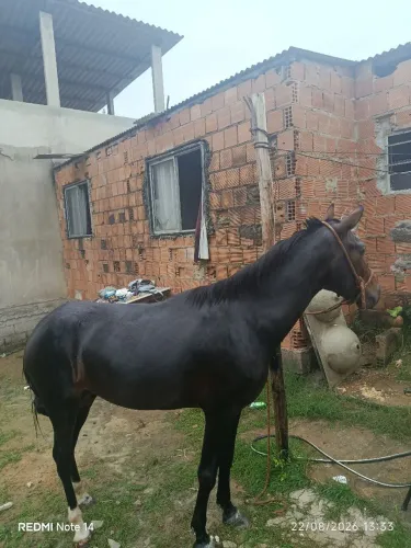 Cavalo inteiro