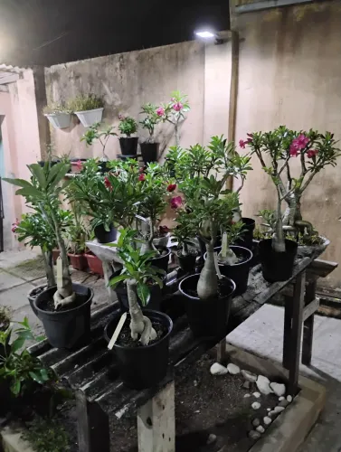 Rosas do Deserto