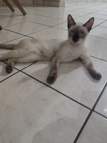 Gatos