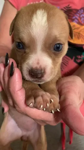 Vendo ou troco filhotes de Pit Bull