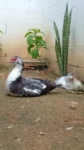 Pato